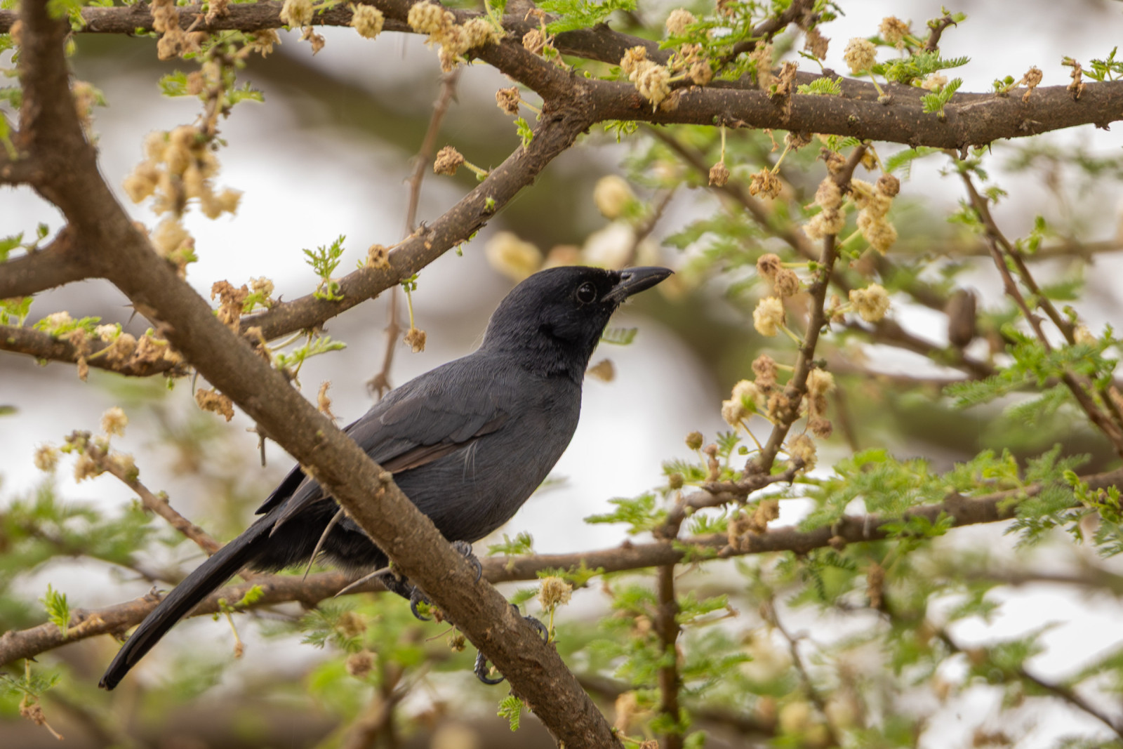 image Slate-colored Boubou